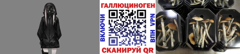 Псилоцибиновые грибы Psilocybe  Курлово 